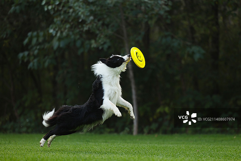 接飞盘的边牧图片素材