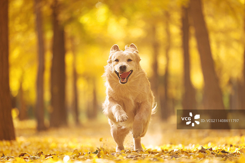 银杏林里奔跑的金毛图片素材