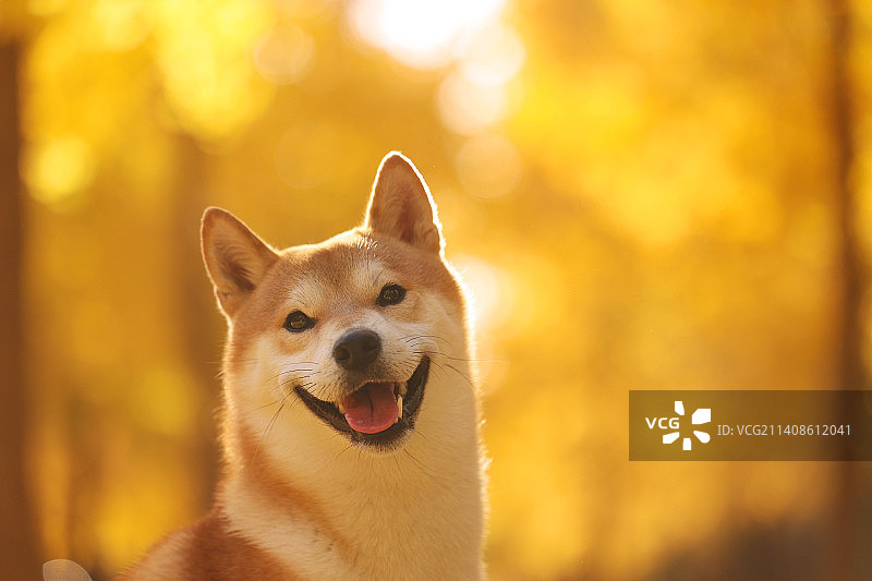 银杏林中的灿烂笑容图片素材