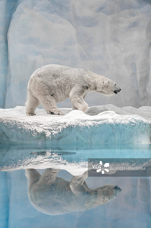 园区里的北极熊图片素材