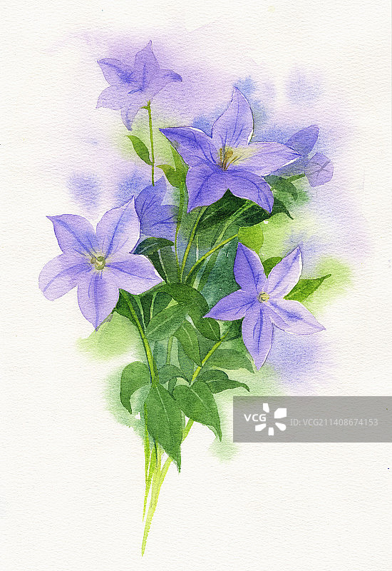 手绘水彩桔梗花紫色桔梗绘画花卉水彩桔梗花清新自然水彩花草图片素材