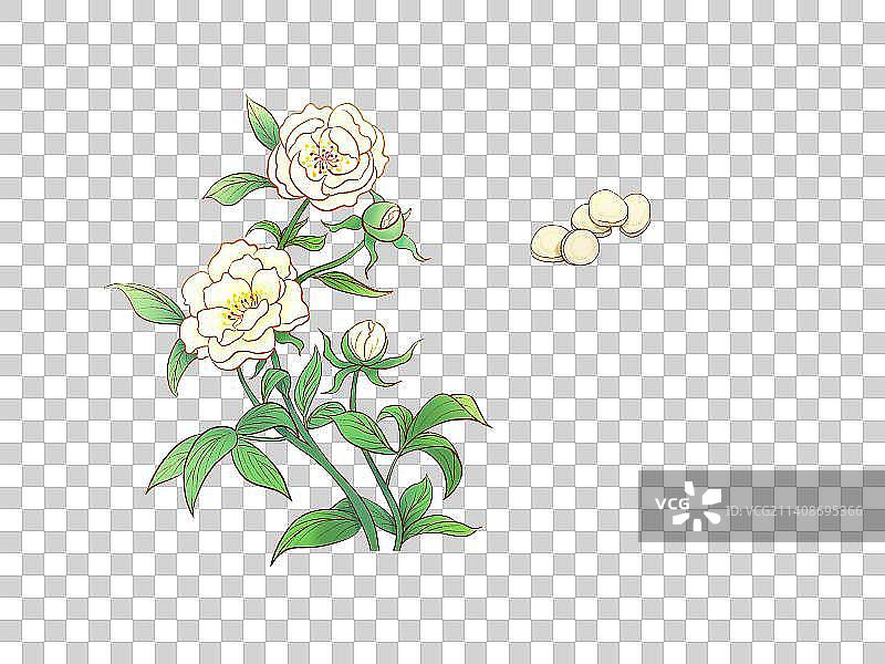 中药药材中草药中医白芍养血调经止痛止汗图片素材