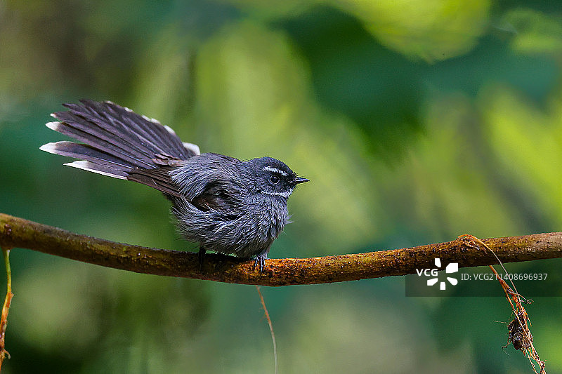 白喉扇尾鹟图片素材