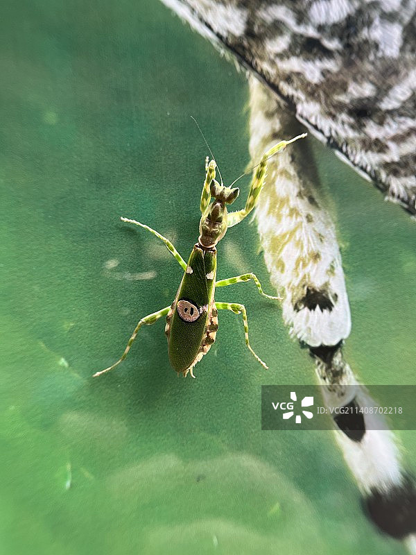 小螳螂挑战大天牛！图片素材