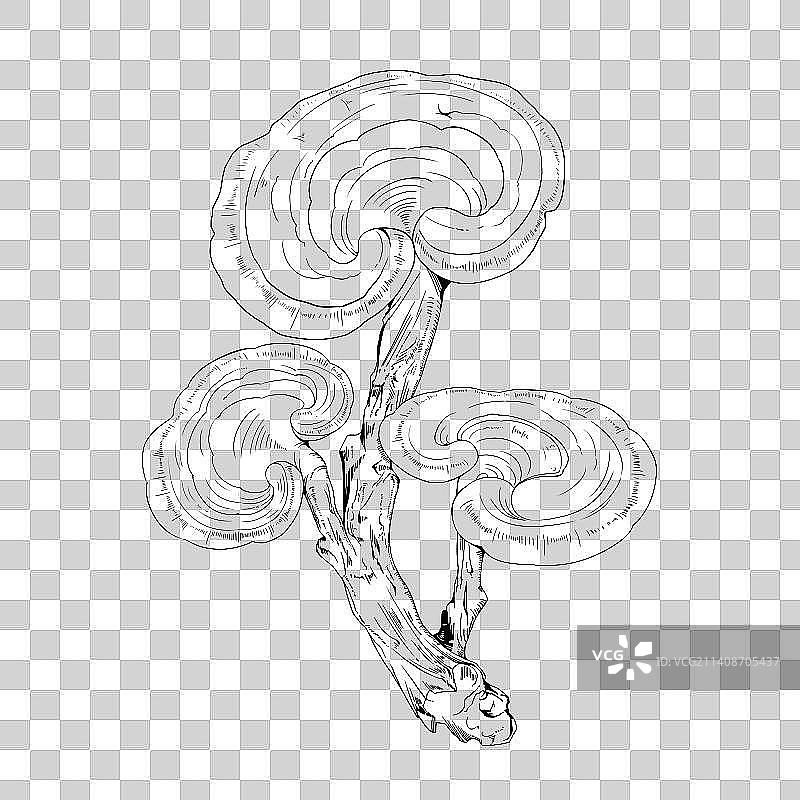 灵芝元素线稿图片素材