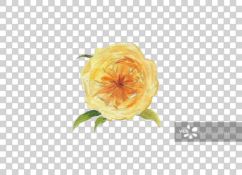 手绘黄色月季朱丽叶水彩插画插图绘画蔷薇玫瑰图片素材
