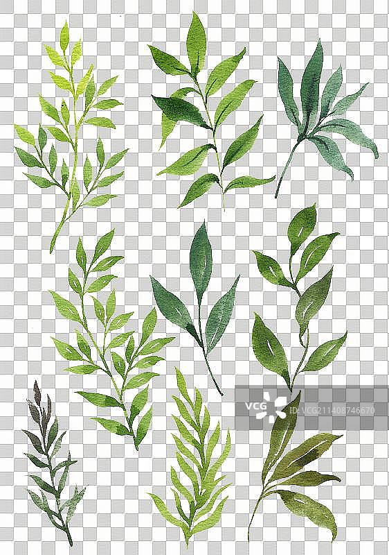 手绘叶子水彩插画插图绘画树叶清新叶片水彩插图图片素材