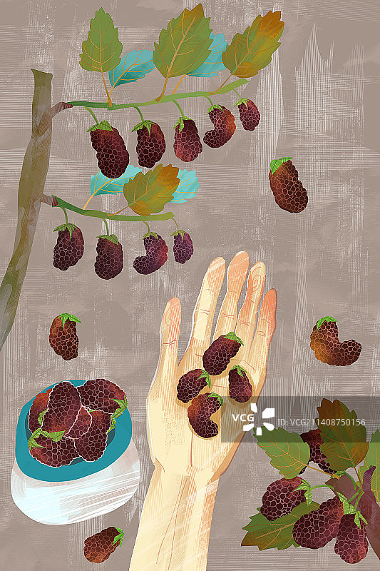 桑葚水果插画图片素材