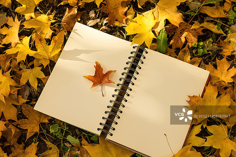 秋日思念黄叶与日记本图片素材