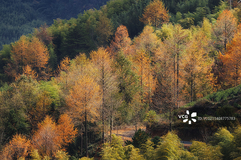杭州临安大鱼线龙门秘境金钱松红枫秋色图片素材
