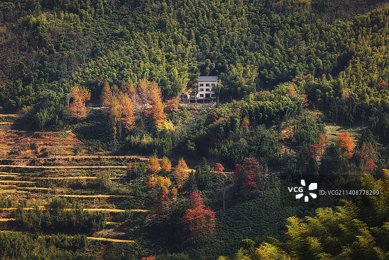 杭州临安林家塘村山坡森林乡村秋色图片素材