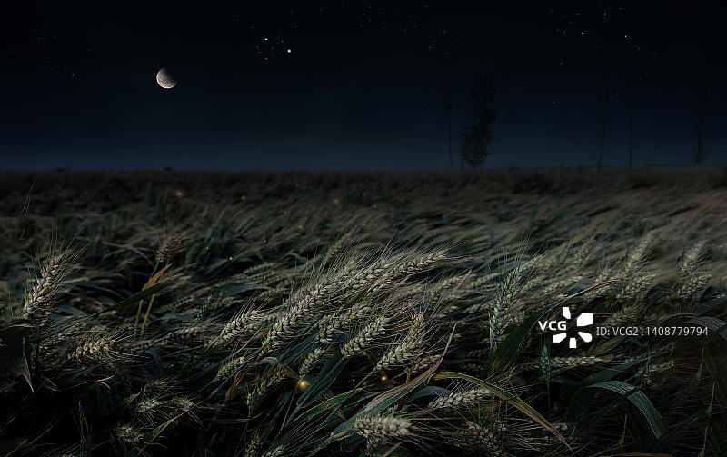 夜空下的麦地图片素材