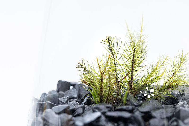 微景观生态瓶图片素材