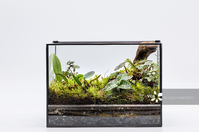 微景观生态瓶图片素材