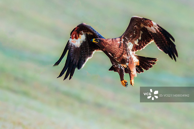 草原雕----双肩担江山图片素材
