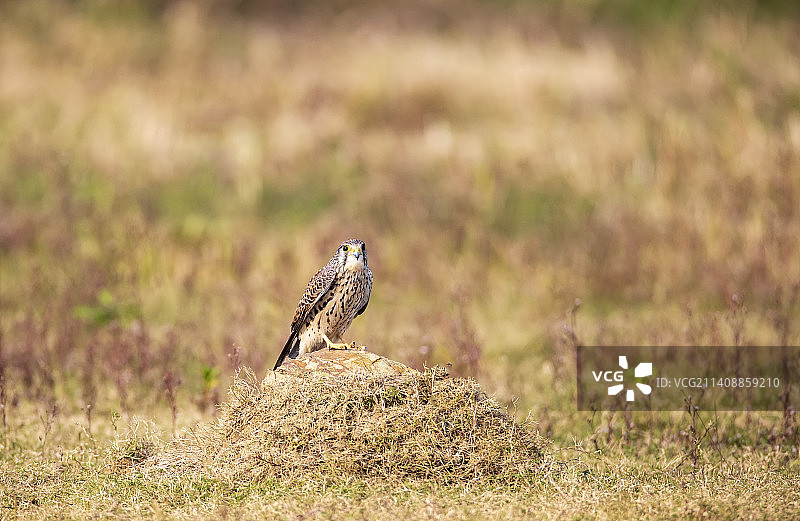 草丛中的红鹰kestrel图片素材