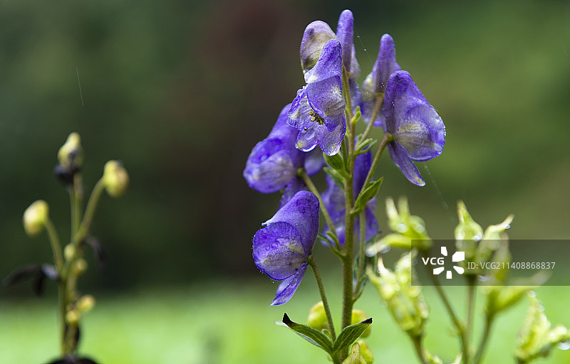 雨天的乌头图片素材