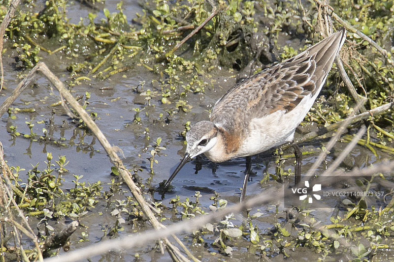 涉水的威尔逊瓣蹼鹬图片素材