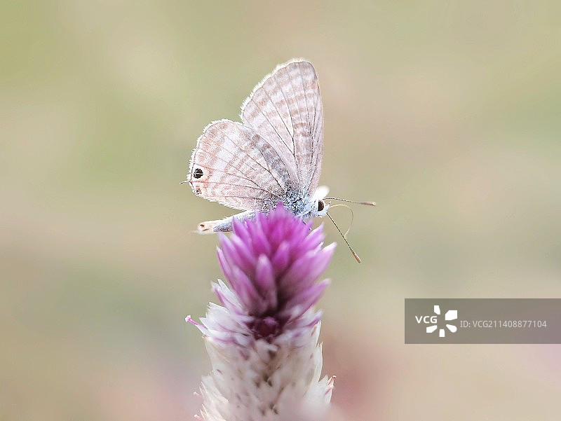 青葙和灰蝶图片素材