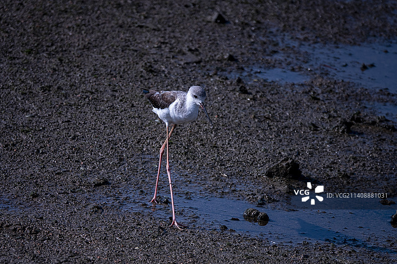 长腿小鸟-黑翅长脚鹬图片素材