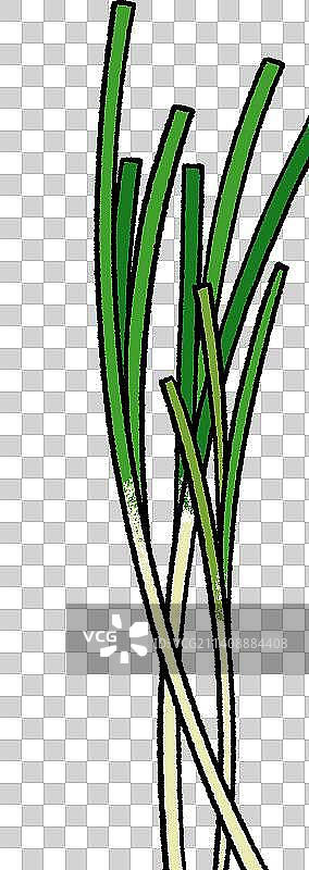 手绘卡通小葱香葱图片素材