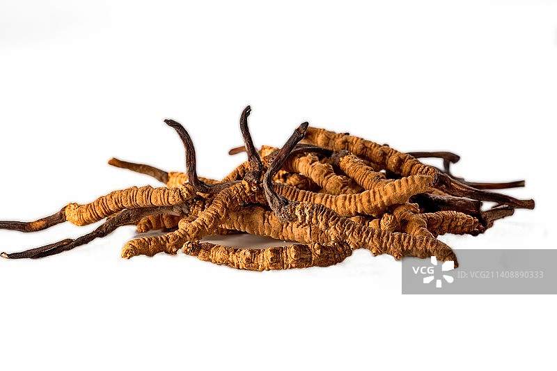 神奇冬虫夏草 人间滋补圣品图片素材