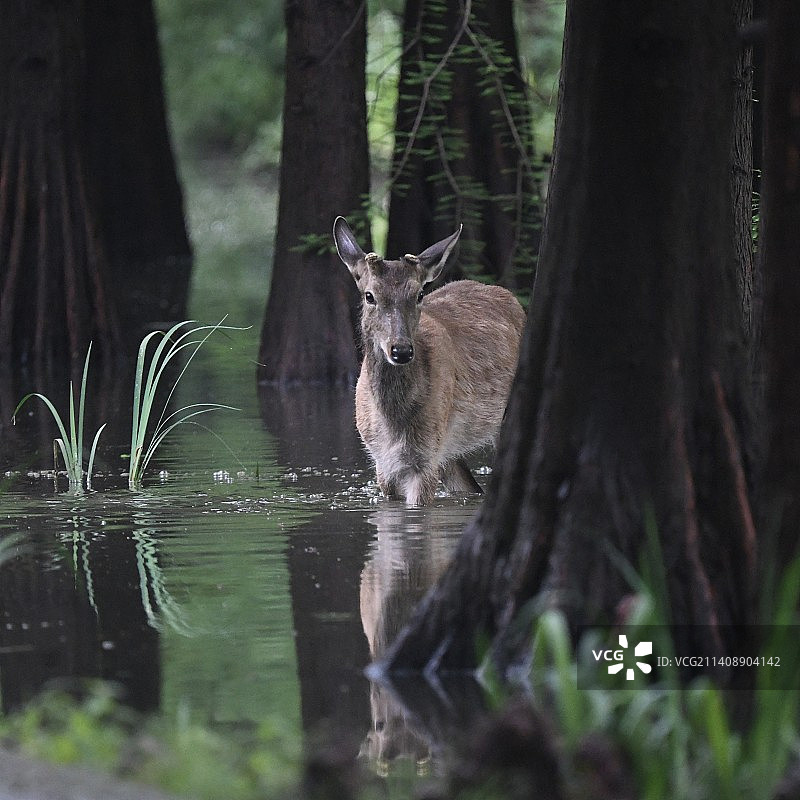 林中鹿图片素材