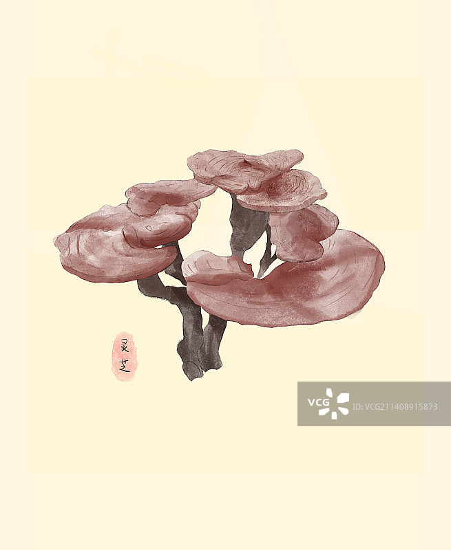 中药灵芝图片素材