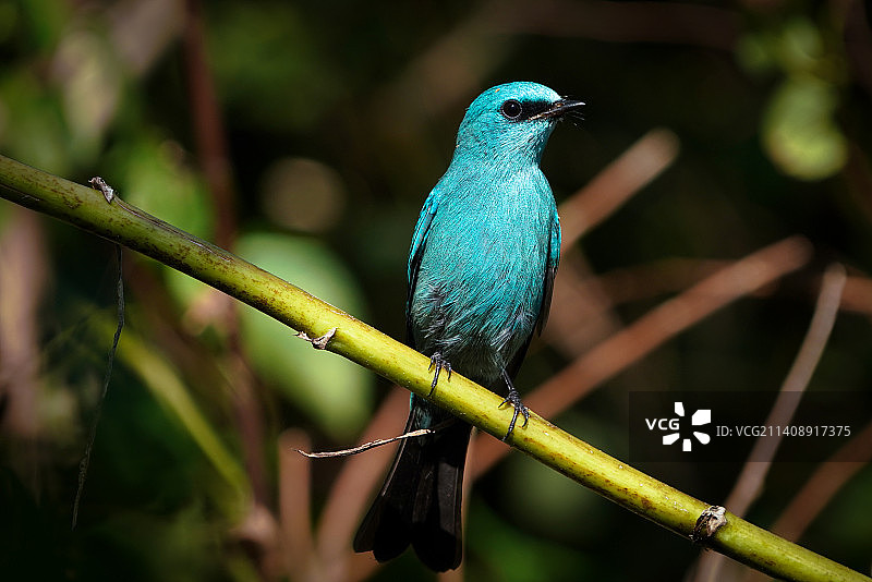 美丽的铜蓝鹟图片素材