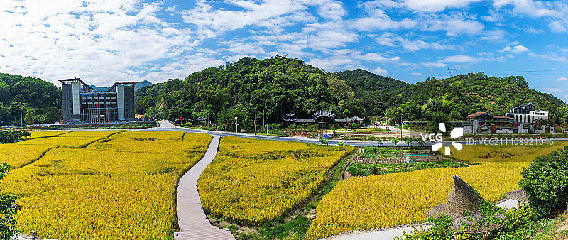 广州市从化区罗洞工匠小镇百匠园水稻图片素材