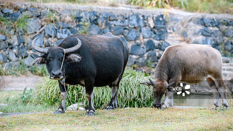 水牛图片素材