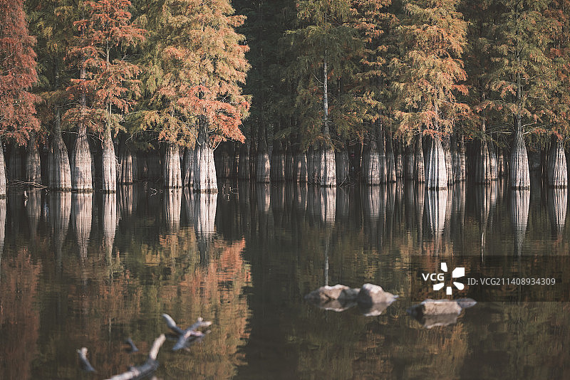 南京止马岭森林公园红衫林图片素材