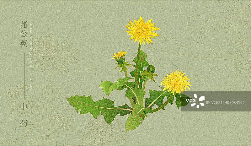 蒲公英婆婆丁药草矢量插画图片素材