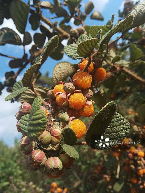 黄锁梅，蔷薇目蔷薇科悬钩子属植物图片素材