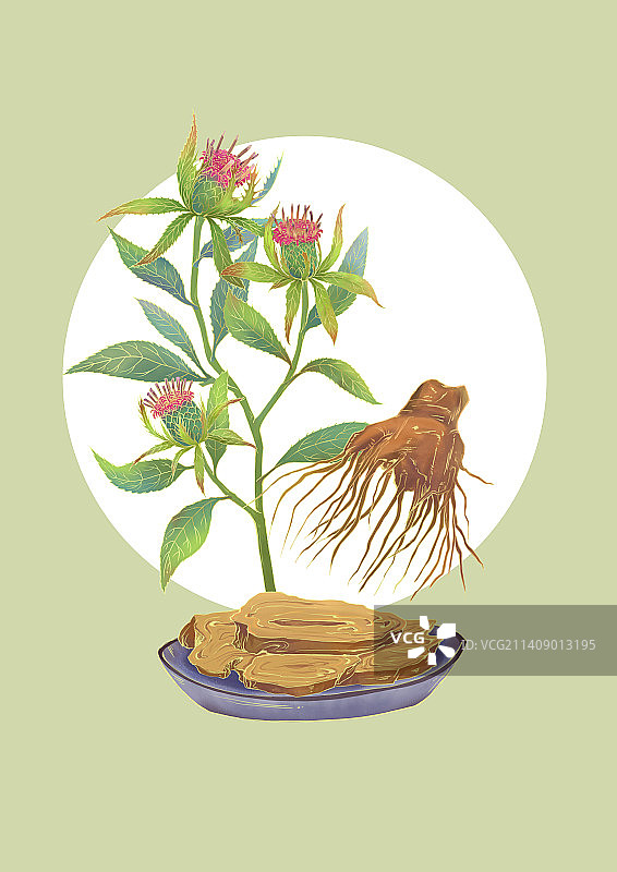 01.白术-新国风-插画图片素材