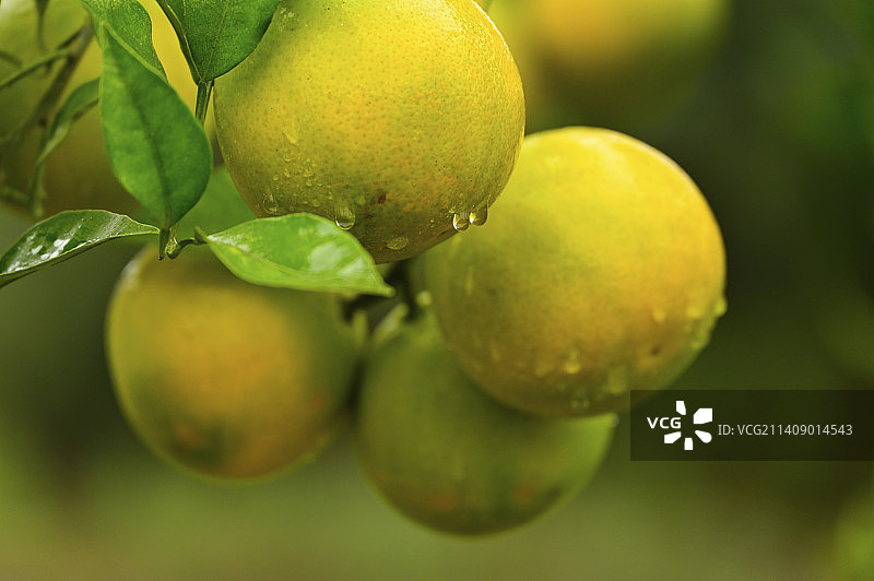 金秋时节 柑橘压弯了树枝图片素材