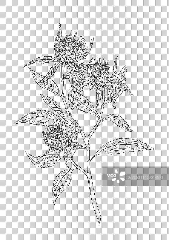 白术-元素图片素材