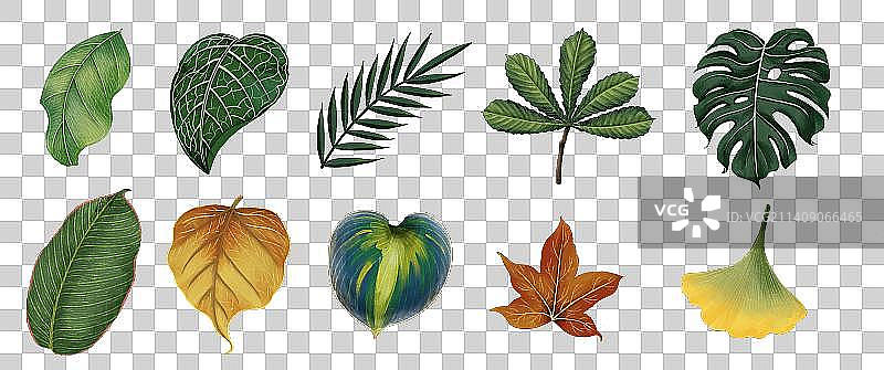 手绘植物叶子免抠设计素材图片素材