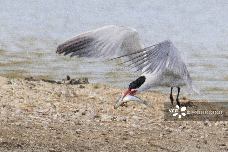 里海燕鸥在筑巢地带着鱼降落图片素材