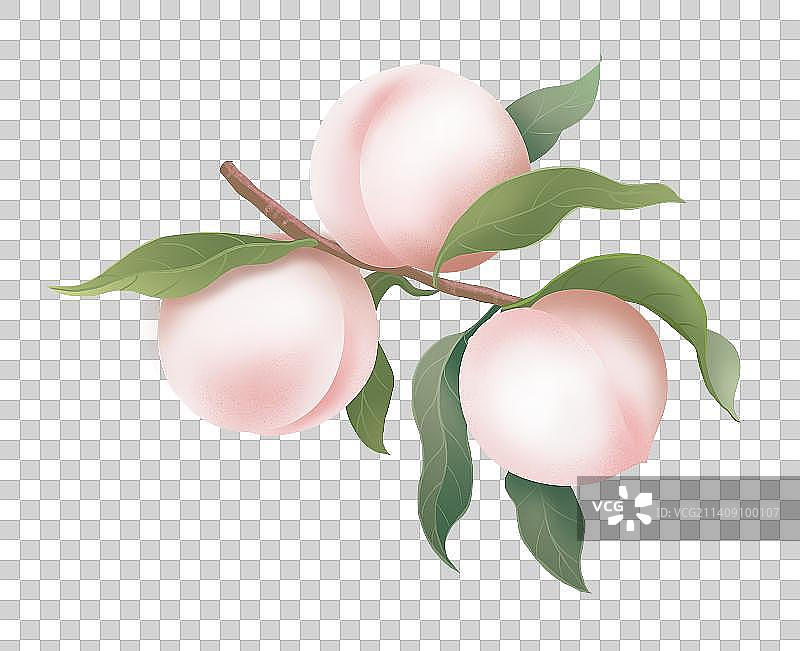 白桃果实图片素材