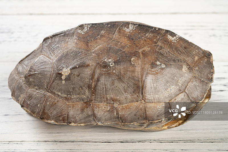 中药天然完整龟甲侧角度图片素材