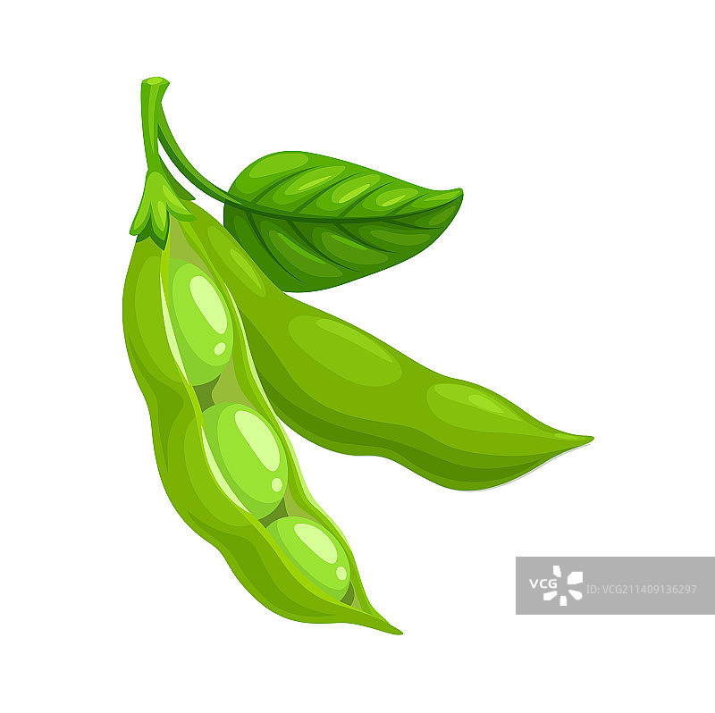 带绿叶的孤立成熟大豆荚图片素材