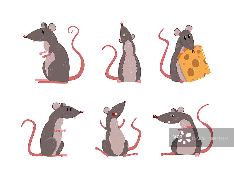 有趣的长尾啮齿动物老鼠图片素材