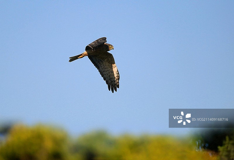 斑点鹞图片素材