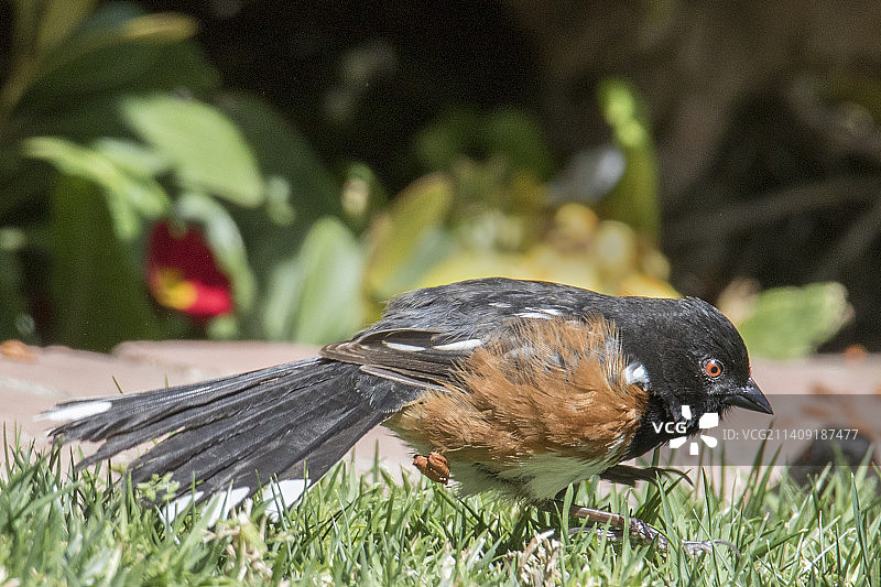 斑点唐鹀觅食图片素材