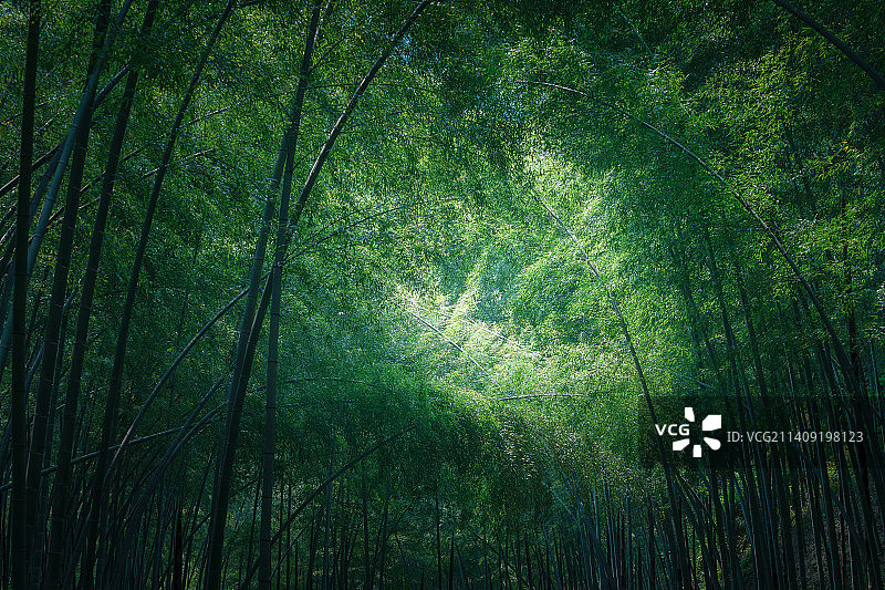 竹林自然风光图片素材