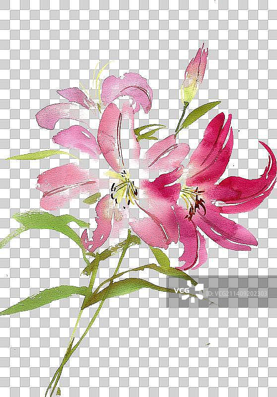 粉色的百合花图片素材