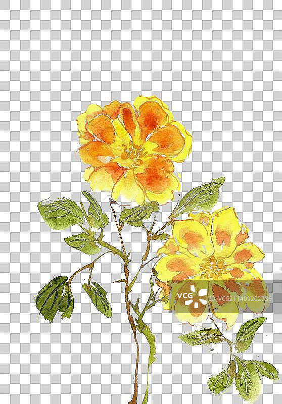 黄色的月季花图片素材