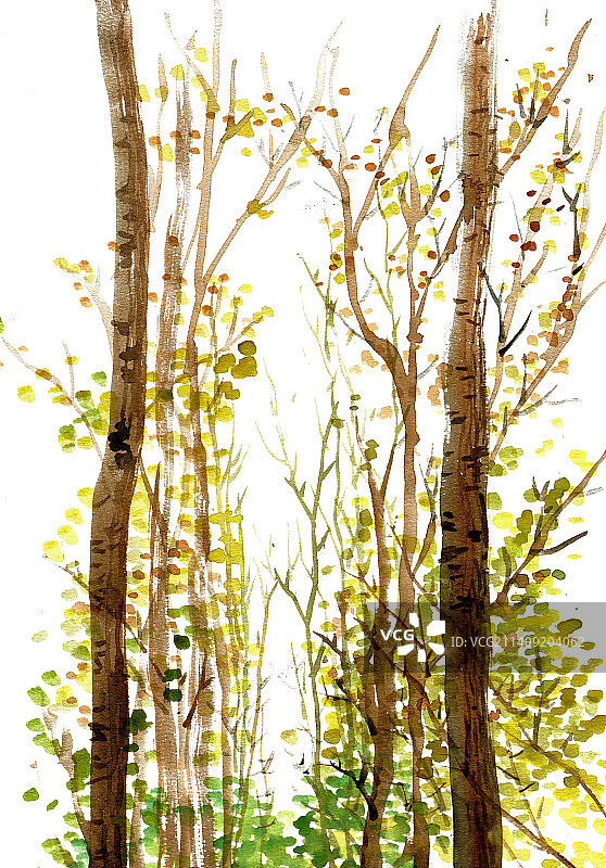 乡间的树林图片素材