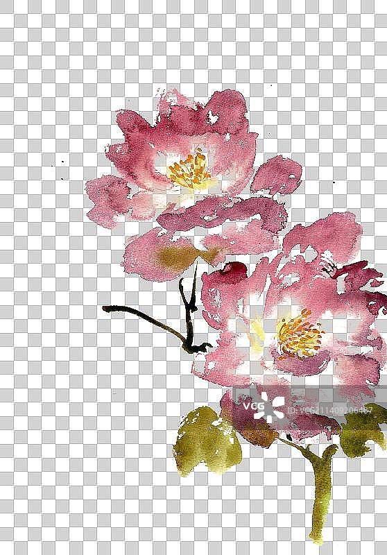紫色的月季花图片素材